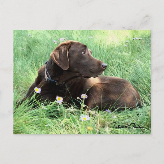 Carte Postale Pensez à vous Labrador Retriever Purple Flowers (Devant)