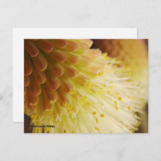 Carte Postale Pensez à vous Radiant Torch Lily (Devant / Derrière)