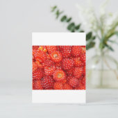 CARTE POSTALE PENSEZ RASPBERRY ! (Debout devant)