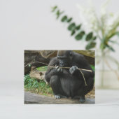 Carte postale Pensive Gorilla (Debout devant)