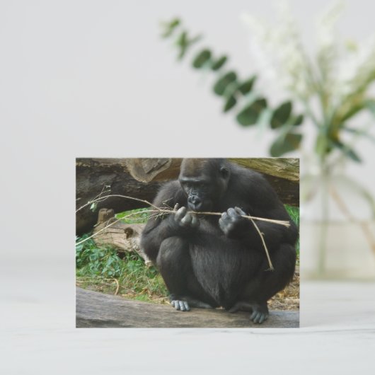 Carte postale Pensive Gorilla (Debout devant)