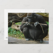 Carte postale Pensive Gorilla (Devant / Derrière)