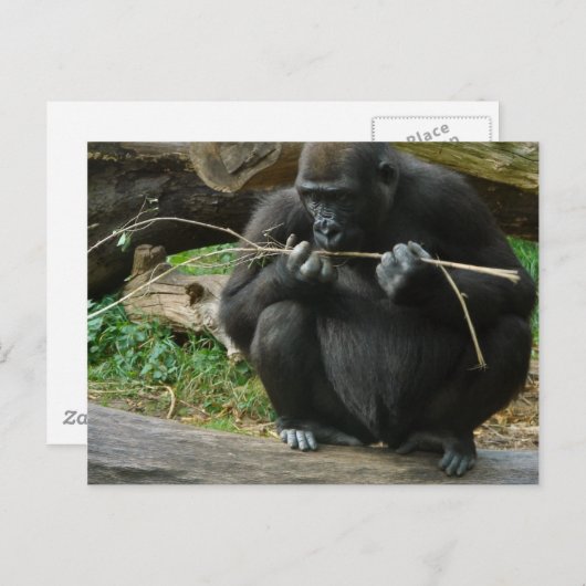 Carte postale Pensive Gorilla (Devant / Derrière)