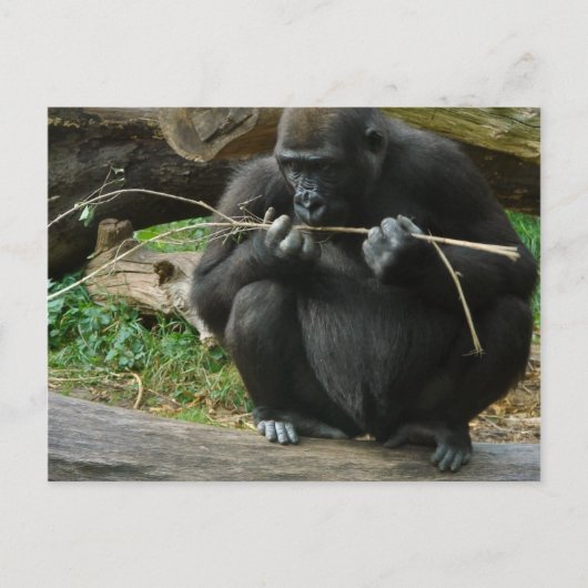 Carte postale Pensive Gorilla (Devant)