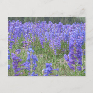 Carte Postale Penstemon Fleurs sauvages Wyoming