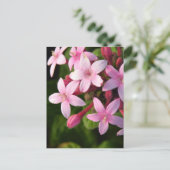 Carte Postale Pentas (Debout devant)