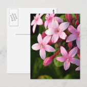 Carte Postale Pentas (Devant / Derrière)