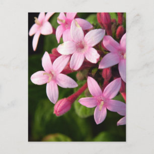 Carte Postale Pentas
