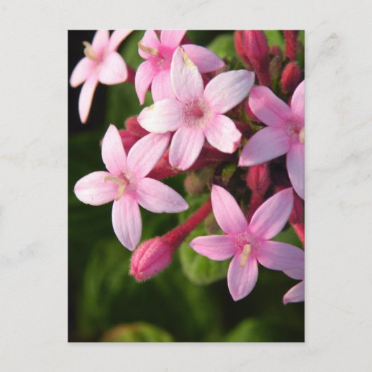 Carte Postale Pentas (Devant)