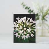 Carte Postale Pentas blancs (Debout devant)