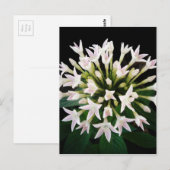 Carte Postale Pentas blancs (Devant / Derrière)