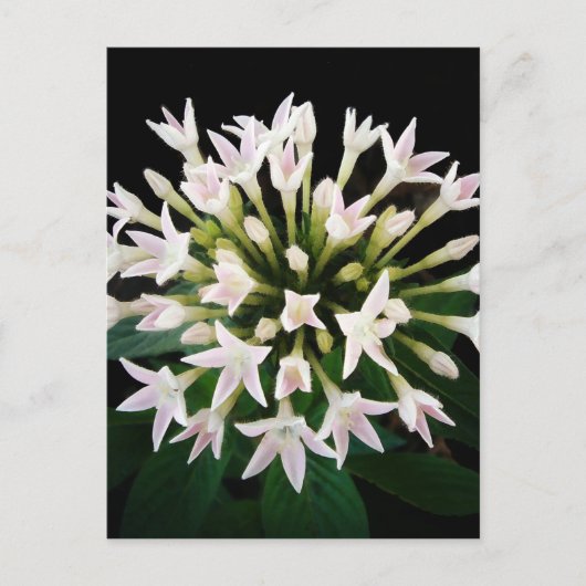 Carte Postale Pentas blancs (Devant)