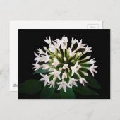 Carte Postale Pentas blancs (Devant / Derrière)