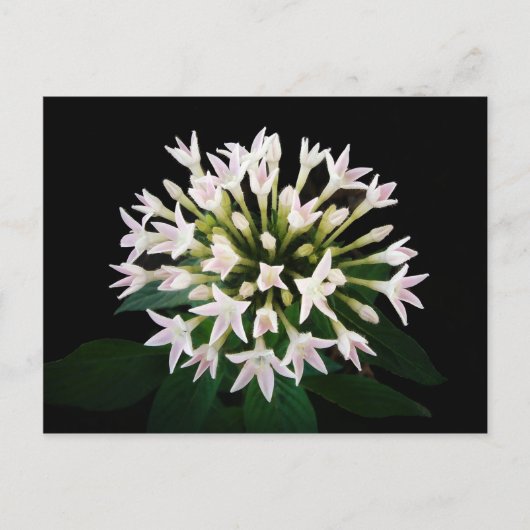 Carte Postale Pentas blancs (Devant)