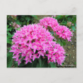 Carte Postale Pentas lanceolata [Carte postale] (Devant)