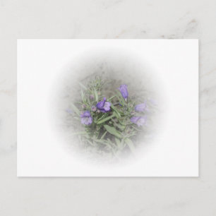 Carte Postale Pentige de langue floue (Penstemon eriantherus)