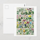 Carte Postale Pentrandia vintage - Organigramme végétal (Devant / Derrière)