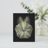 Carte Postale Pentremites (Debout devant)