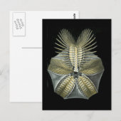 Carte Postale Pentremites (Devant / Derrière)