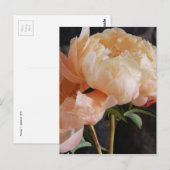 Carte Postale Peonies (Devant / Derrière)