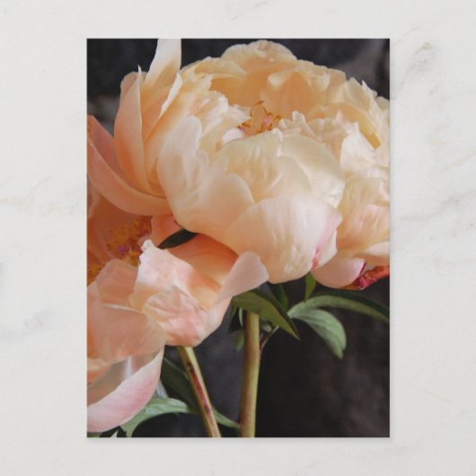 Carte Postale Peonies (Devant)