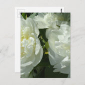 Carte Postale Peonies blanches (Devant / Derrière)