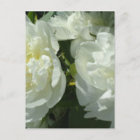 Peonies blanches