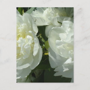 Carte Postale Peonies blanches