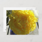 Carte Postale Peonies jaunes (Devant / Derrière)