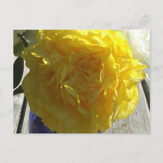 Carte Postale Peonies jaunes (Devant)