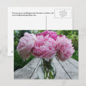 Carte Postale Peonies roses / Arrangement de fleurs de pivoines (Devant / Derrière)