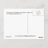 Carte Postale Peonies roses / Arrangement de fleurs de pivoines (Dos)