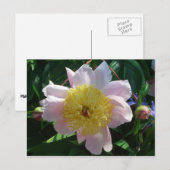 Carte Postale Peonies roses et jaunes Belle florale (Devant / Derrière)