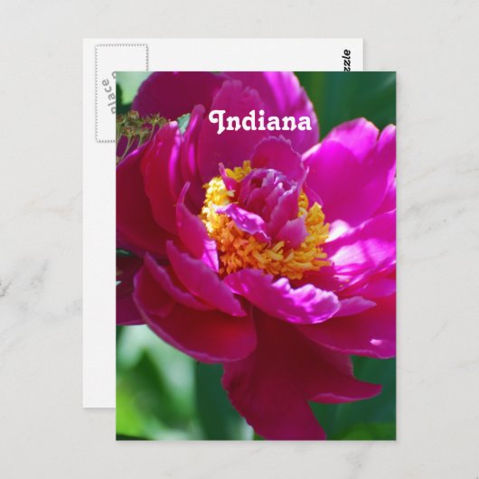 Carte Postale Peony (Devant / Derrière)