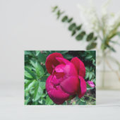 Carte postale Peony (Debout devant)