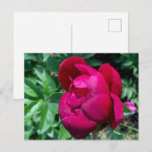 Carte postale Peony (Devant / Derrière)