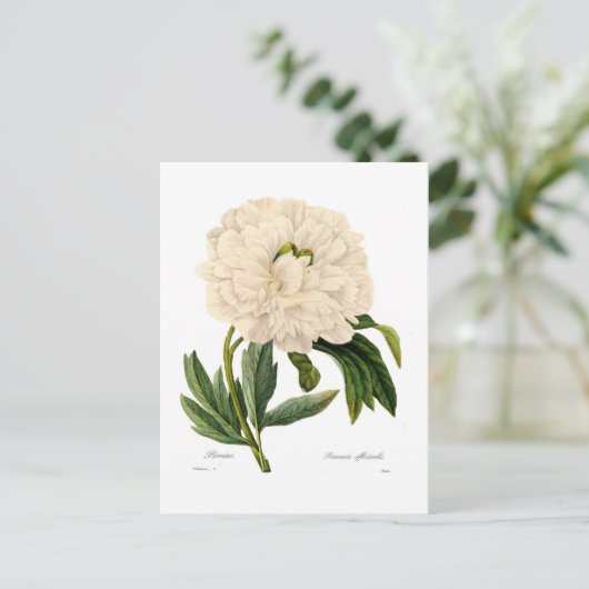 Carte Postale Peony (Debout devant)