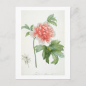 Carte Postale Peony, 1799 (Devant)