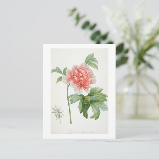 Carte Postale Peony, 1799 (Debout devant)