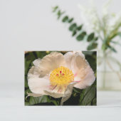 Carte Postale Peony blanc chinois (Debout devant)