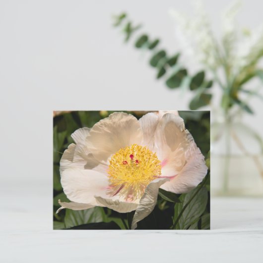 Carte Postale Peony blanc chinois (Debout devant)