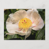 Carte Postale Peony blanc chinois (Devant)