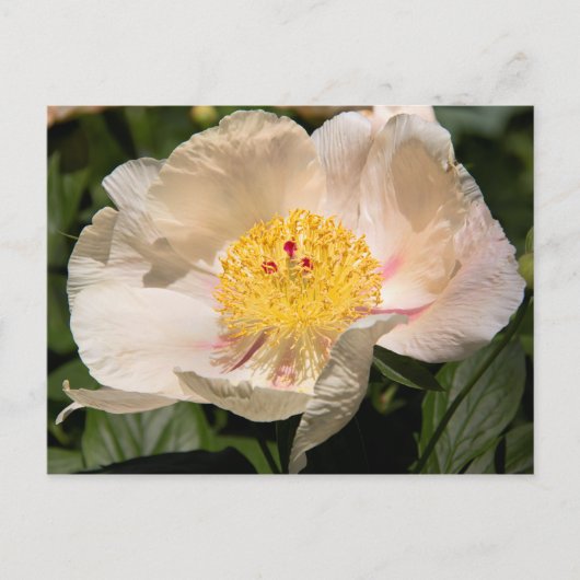 Carte Postale Peony blanc chinois (Devant)