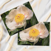Carte Postale Peony blanc chinois