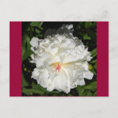 Carte Postale peony gros plan Paeonia lactiflora (Devant)
