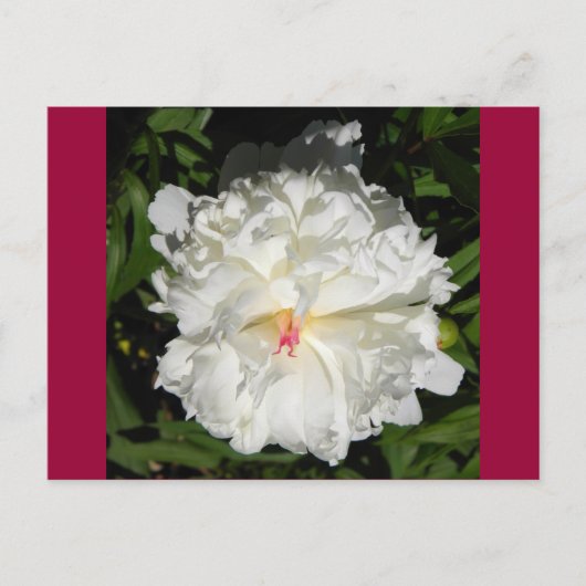 Carte Postale peony gros plan Paeonia lactiflora (Devant)