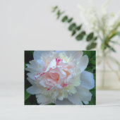 Carte Postale Peony Joli Blanc (Debout devant)