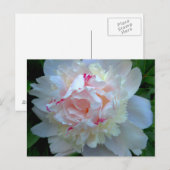 Carte Postale Peony Joli Blanc (Devant / Derrière)