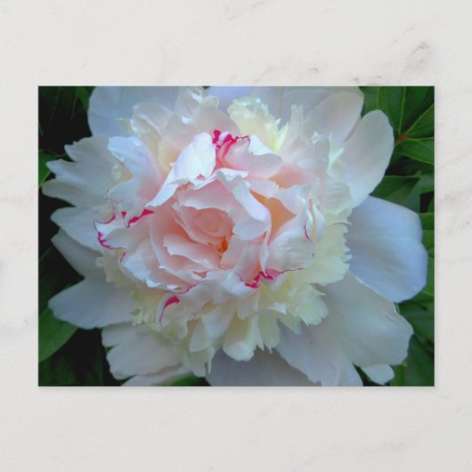 Carte Postale Peony Joli Blanc (Devant)