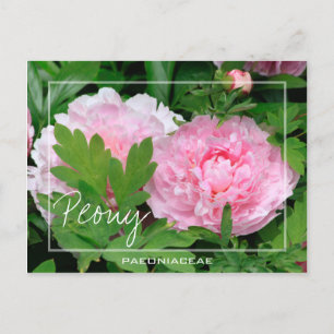 Carte Postale Peony   Paeony   Paeonia De La Fleur Paeoniaceae